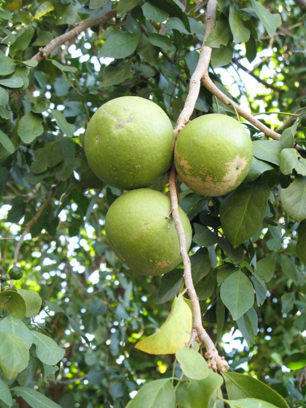              Fruit (Nigerian Powder Flask, Winter Haven, FL)       